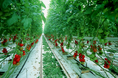 Cultures hors-sol de tomates